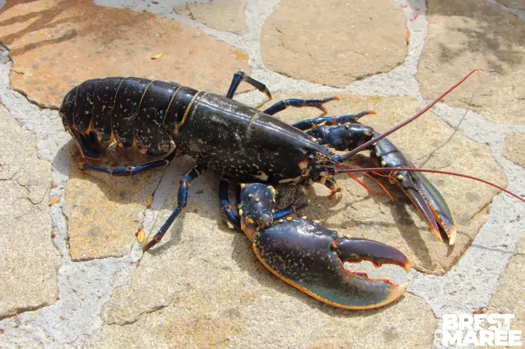 Homard Européen