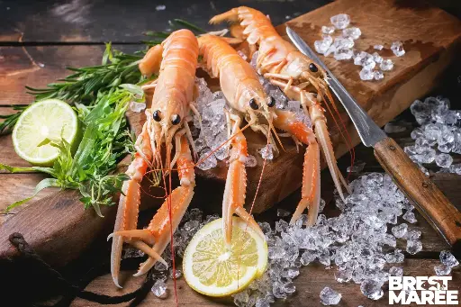 [LANG.03] Langoustines Vivantes
