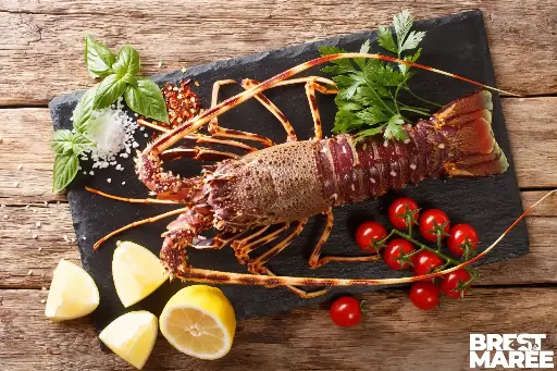 [LANGOUST.02] Langouste Rouge
