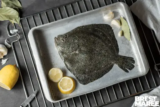 [TURBO.01] Turbot